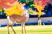 Kyoto 1-Day Trip from Osaka with Nara Park and Worl Heritage Sites