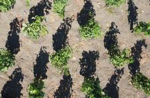 Classic Wine Tasting Tour on Lipari Island