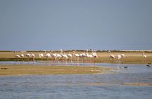 Birdwatching in Ria Formosa eco-friendly boat tour