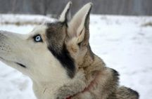 1.5-Hour Husky Sled Ride in Rovaniemi