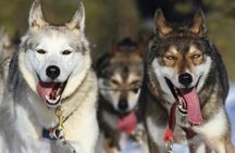 5 km Self-Driven Husky Sled Adventure in Rovaniemi