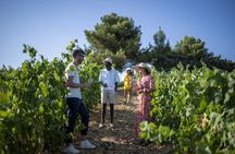 Small-group wine tour of Provence from Nice