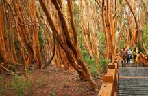 Sail to Victoria Island and Arrayan Forest from Bariloche