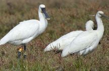 Birdwatching in Ria Formosa eco-friendly boat tour