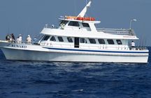 Sport fishing tour in Miami