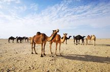 Sunset Desert Safari Tour in Empty Quarter with Lost City of Ubar