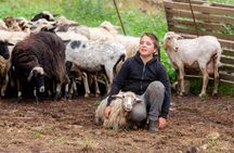 Day with a Shepherd with Lunch in a Farm in Arzana