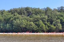 Full-Day Celestun and Pink Flamingo Sanctuary Excursion