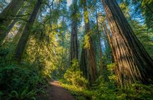Redwoods National and State Park self-guided driving audio tour