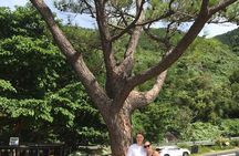Half-day tour - Hue imperial city and a boat trip on the Perfume River