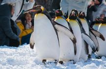 Asahikawa Zoo, Biei, and Ningle Terrace Tour from Hokkaido