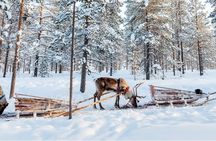 Guided Reindeer Experience in Levi