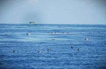 Scenic Boat Tour Along São Miguel's Northern Coast