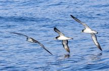 Capelas Coastal Boat Tour