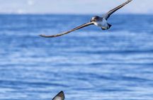 Capelas Coastal Boat Tour