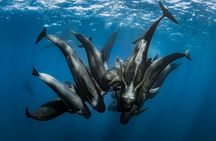 Tarifa whale and dolphin watching tour