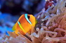 Red Sea diving experiences in Hurghada with transfer