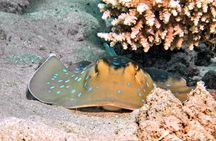 Red Sea diving experiences in Hurghada with transfer