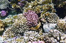 Red Sea diving experiences in Hurghada with transfer