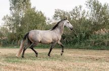 Horseback Riding in Doñana National Park from Seville
