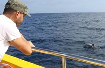 Lanzarote Dolphin Watching Mini Cruise