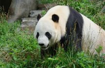 Full Day Tour of Chengdu Panda Base