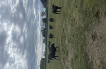 Sable de Camargue half-day minibus tour with horse ride