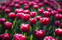 Windmill Cruise and Access to Keukenhof Gardens with Audioguide