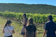 Picpoul de Pinet full-day minibus and walking tour