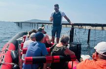 Etang de Thau full-day minibus tour with lunch and tastings