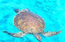 Luxury Ocean Queen half-day Cruise with Lunch in Ayia Napa