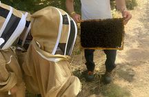 Honey extraction workshop with honey tasting in Zafferana Etnea