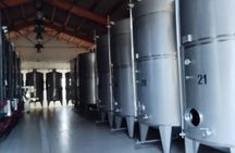 Grape picking and breakfast at the winery in Menfi