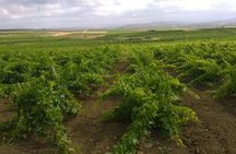 Grape picking and breakfast at the winery in Menfi