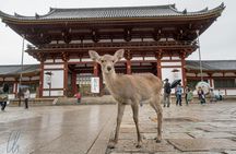 Full-Day Guided Tour to Fushimi, Nara Park and Osaka from Kyoto