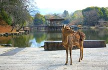 Nara, Kyoto and Fushimi Inari Guided Tour from Osaka