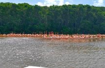 Full-Day Celestun and Pink Flamingo Sanctuary Excursion