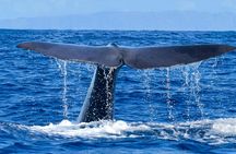 Whale and dolphin watching experience from Funchal