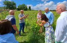 Wine Tasting Small Group Tour with Lunch in Brunello
