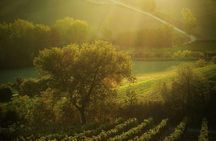 Sunset Wine Tour from Siena to Chianti with Dinner
