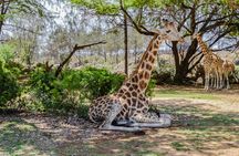 Haller Park tour