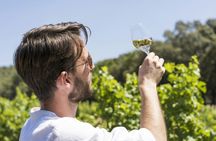 Full-day guided tour to Bandol wine AOP and Cassis