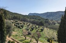 Full-day guided tour to Bandol wine AOP and Cassis