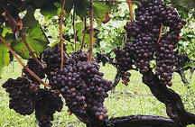 Etna Wine Tour and Tasting