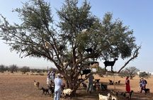 Paradise Valley Atlas Mountain & Tree-Climbing Goats with Lunch