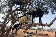 Paradise Valley Atlas Mountain & Tree-Climbing Goats with Lunch