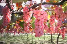 Special Wine Tour at Shirayuri Winery in Katsunuma Yamanashi