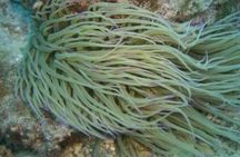 Alghero Snorkelling and Tour of Capo Caccia Cliffs