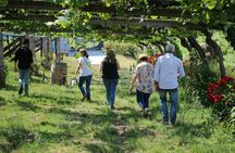 Albariño Wine Tasting with Guided Winery Tour