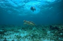 Cancun snorkelling experience with turtles, reef and shipwreck